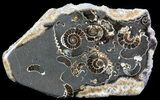 Polished Ammonite Fossil Slab - Marston Magna Marble #63841-1